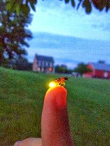 Lightening Bug